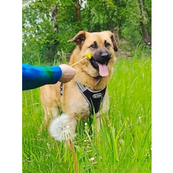 Некрупный солнечный пес Айк ищет дом