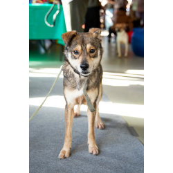 Всегда всем довольный небольшой пёсик