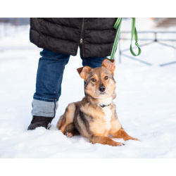 Очень трогательная собачка