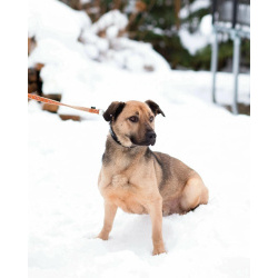 Семейный пёс небольшого размера