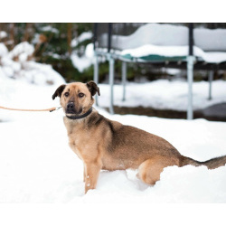 Семейный пёс небольшого размера