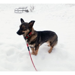 Совсем маленькая собачка, 7 кг