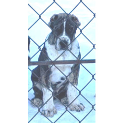 Щенок -алабай