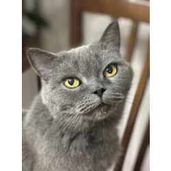 Британская кошка Мэгги в добрые руки