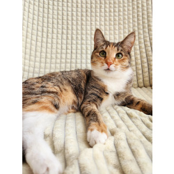 Ищет дом трехцветная кошечка-подросток