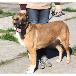 Добраый, ласковый Тоша -собака компаньон очень ждет свою семью!