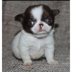 Мальчик шоколадик