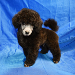 Щенок пуделя серебристый ДЖЕНТЛИ БОРН ФЛЭШ РОЯЛЬ