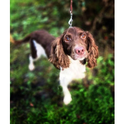 Ищет дом фенотип спаниеля Генри.