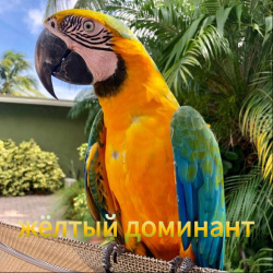 Гибрид ара восхода Мауи - птенцы