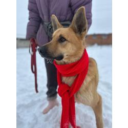 Шикарный парень Майор в добрые руки!