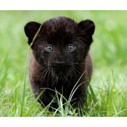 Черный леопард