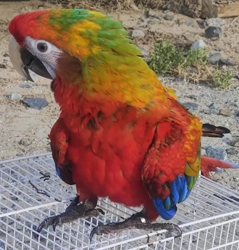 Гибрид ара Шамлет - птенцы