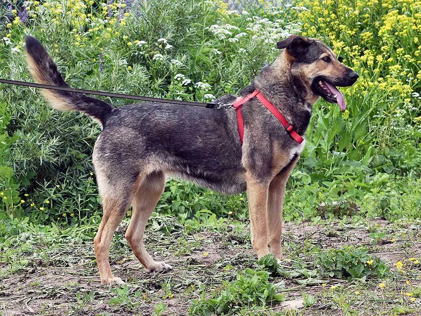 Бара — собака, которая слишком долго ждёт своего человека