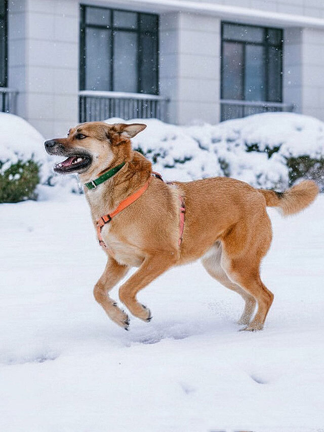 Солнечный пес-компаньон Джек ищет дом