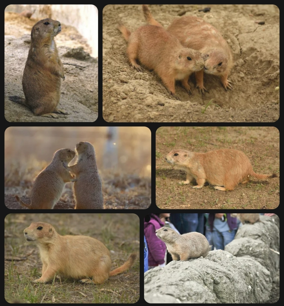 Луговая собачка или суслик