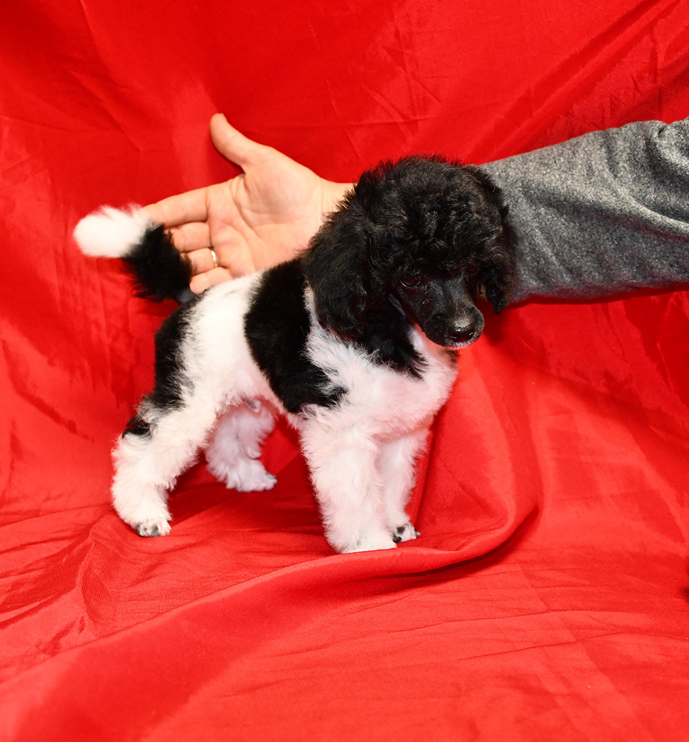 Той пуделя щенок арлекин ДЖЕНТЛИ БОРН ЧИЖИК