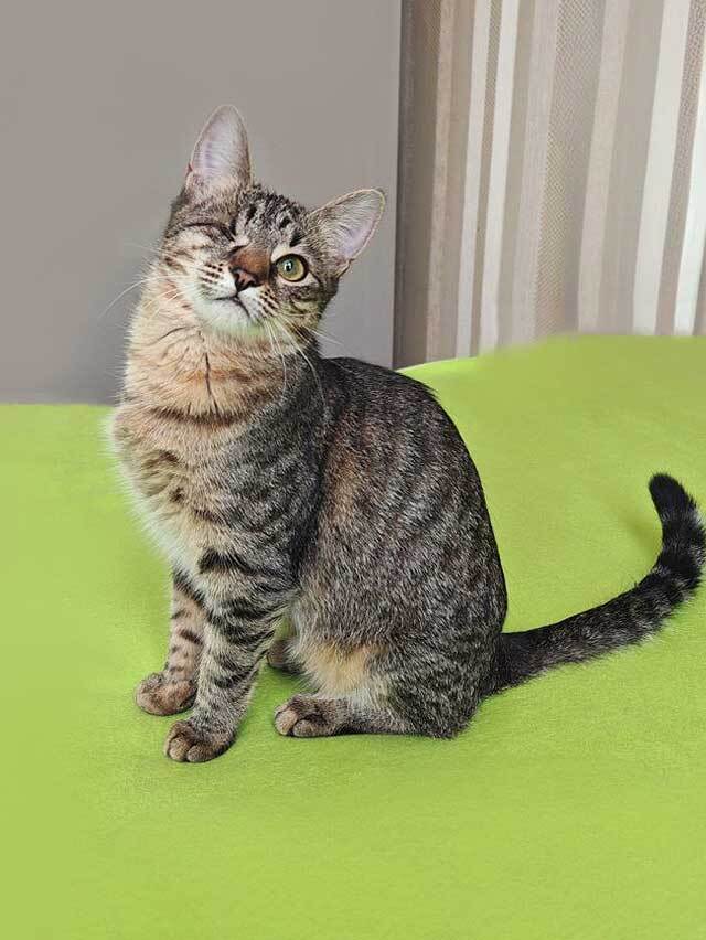 Минитигренок Лора, ласковая кошечка-подросток ищет дом