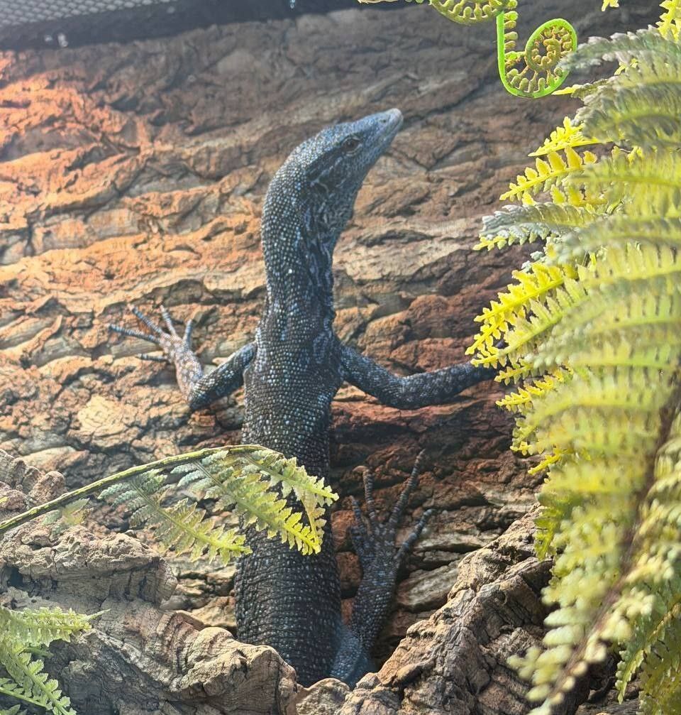 Варана Макрея