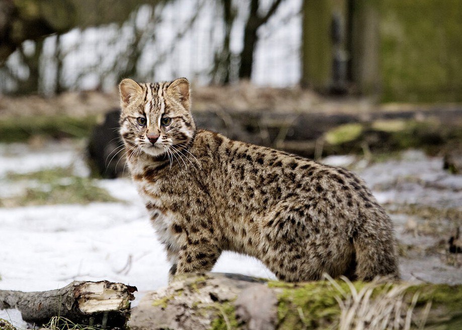 Дальневосточный лесной кот