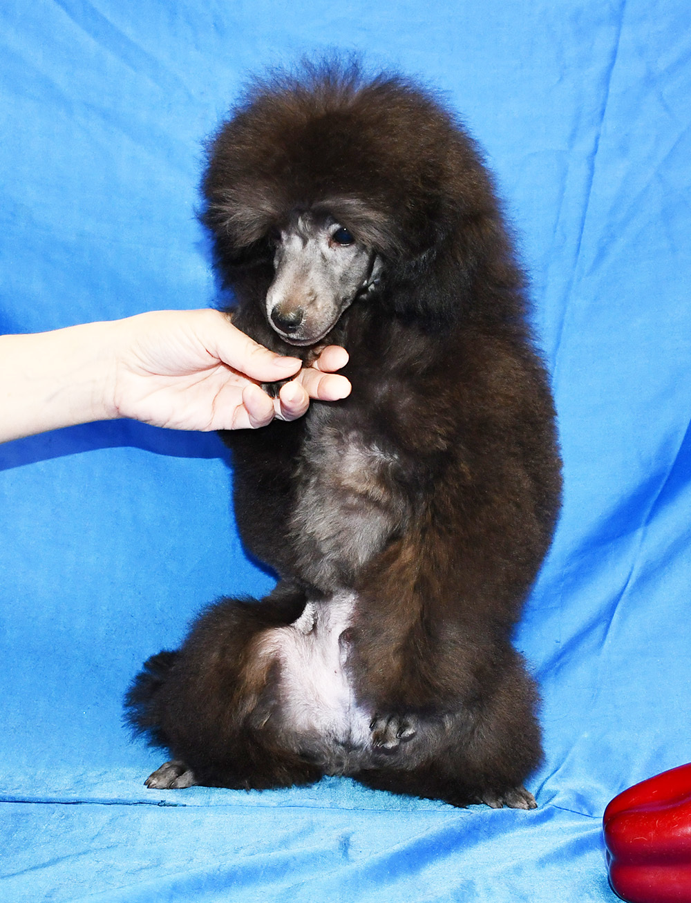 Щенок пуделя миниатюрный мальчик серебристый Джентли Борн Рикки