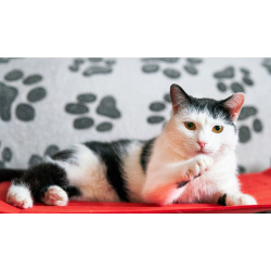 Уютный семейный кот Сеня в добрые руки