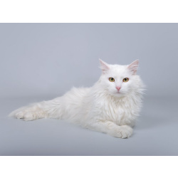 Белоснежный красавец Никита ищет доброе сердце.