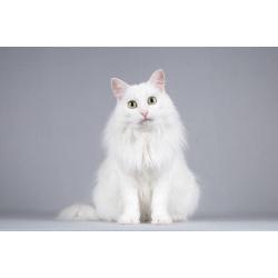 Котик Тимоша ищет доброе сердце.