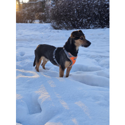 Щенок-подросток Бонус ищет дом.