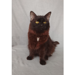 Дотти ищет дом!