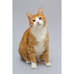 Кот Гарик ищет доброе сердце.