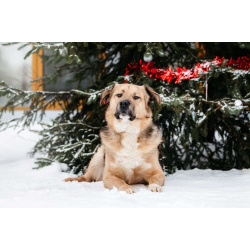 Дынечка - плюшвый мишка в добрые руки!