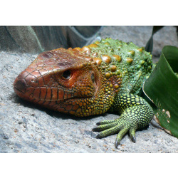 Каймановая ящерица