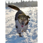 Бара — собака, которая слишком долго ждёт своего человека