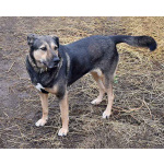 Бара — собака, которая слишком долго ждёт своего человека