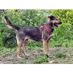 Бара — собака, которая слишком долго ждёт своего человека