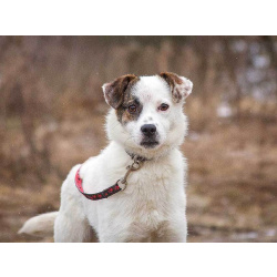 Миниатюрная диванная собачка Дафи ищет дом