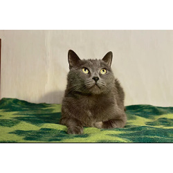 Серенький Грей ищет дом. Молодой кот в добрые руки.