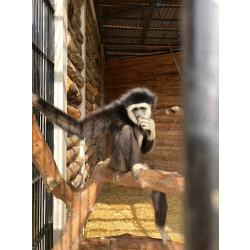 Белорукий гиббон