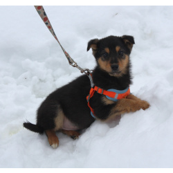 Маленькому щенульке Рэксику очень нужны дом и семья