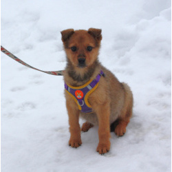 Малышка Лиска ищет свою любимую семью !