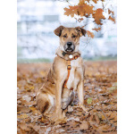 Солнечный пес-компаньон Джек ищет дом