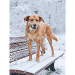 Солнечный пес-компаньон Джек ищет дом