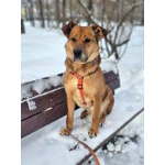 Солнечный пес-компаньон Джек ищет дом