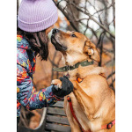 Солнечный пес-компаньон Джек ищет дом