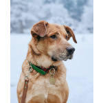 Солнечный пес-компаньон Джек ищет дом