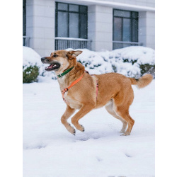 Солнечный пес-компаньон Джек ищет дом