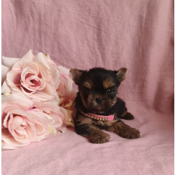 Йоркширский терьер девочка