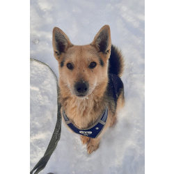 Собака Чиж в добрые руки