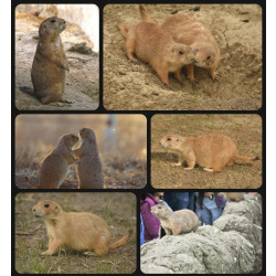 Луговая собачка или суслик